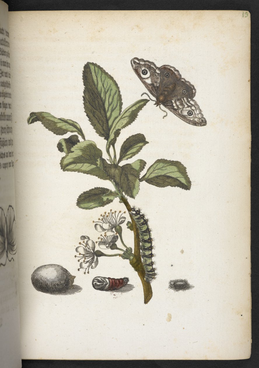 "Cudowna metamorfoza gąsienic i dziwny pokarm kwiatowy..." autorstwa Maria Sibylla Merian