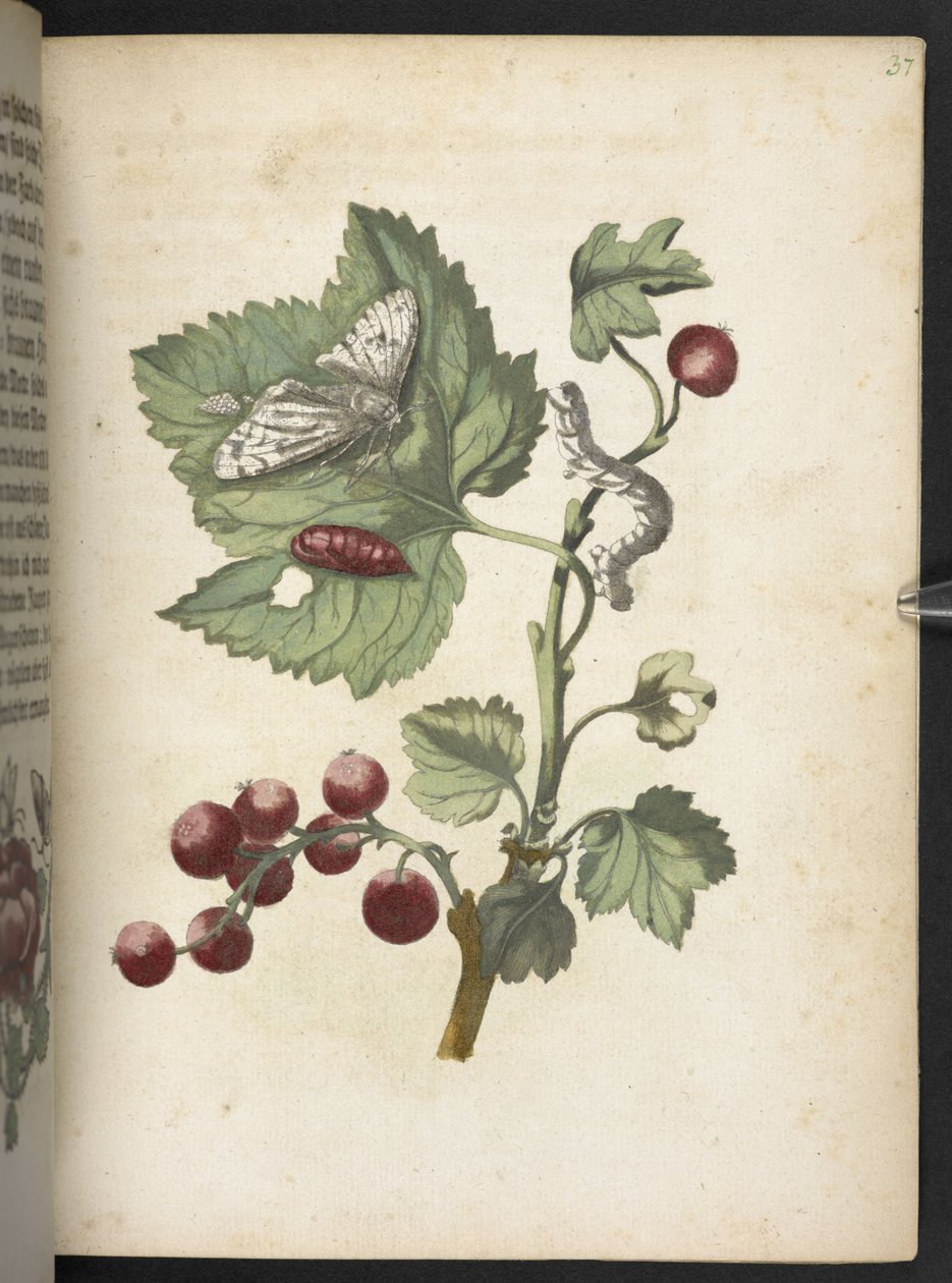 "Cudowna metamorfoza gąsienic i dziwny pokarm kwiatowy..." autorstwa Maria Sibylla Merian