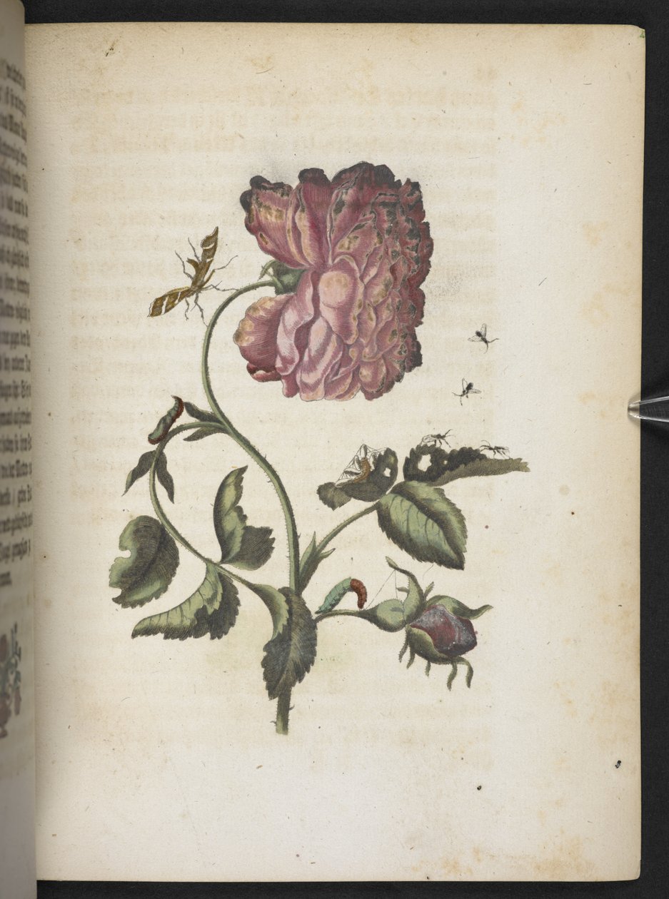 "Cudowna metamorfoza gąsienic i dziwny pokarm kwiatowy..." autorstwa Maria Sibylla Merian