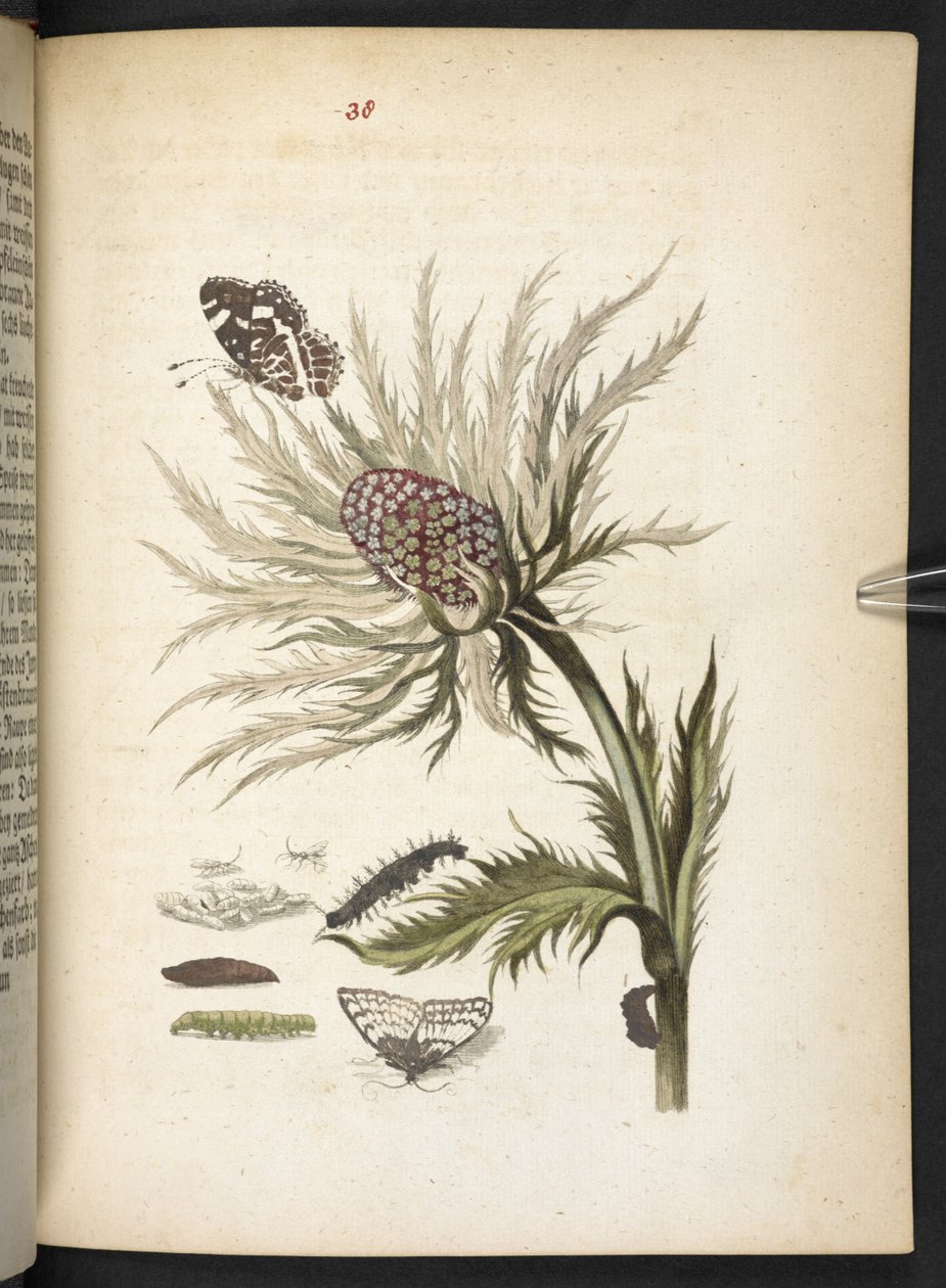 "Cudowna metamorfoza gąsienic i dziwny pokarm kwiatowy..." autorstwa Maria Sibylla Merian