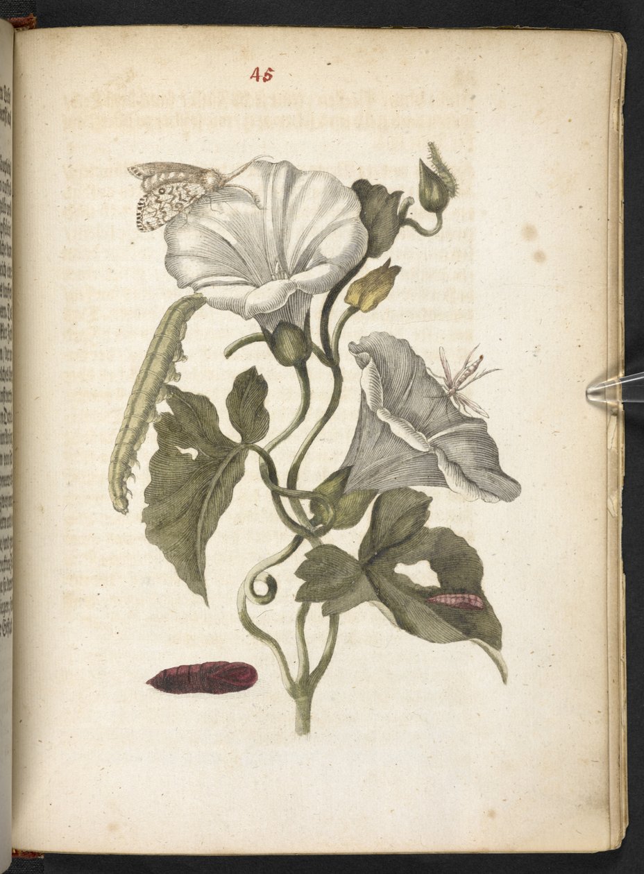 "Cudowna metamorfoza gąsienic i dziwny pokarm kwiatowy..." autorstwa Maria Sibylla Merian