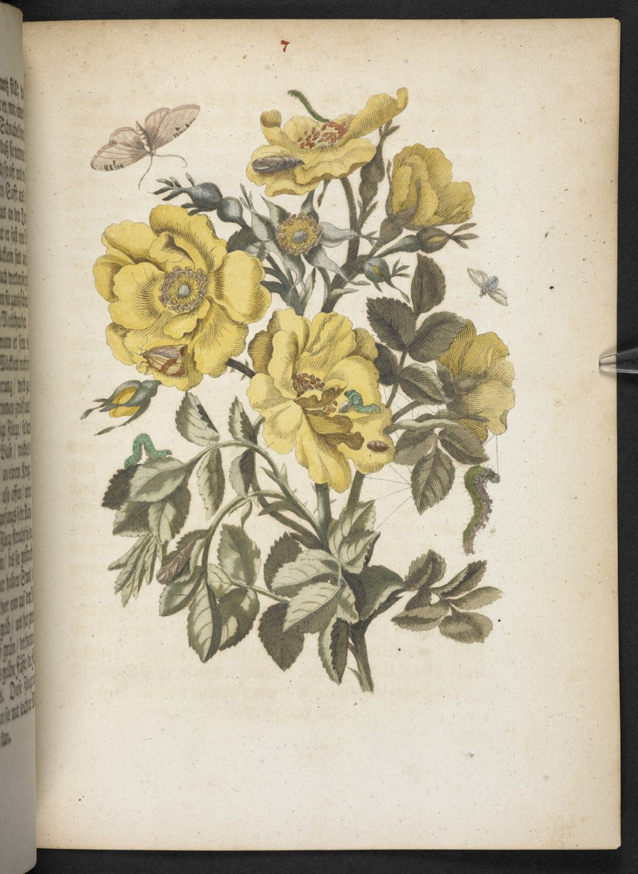 "Cudowna metamorfoza gąsienic i dziwny pokarm kwiatowy..." autorstwa Maria Sibylla Merian