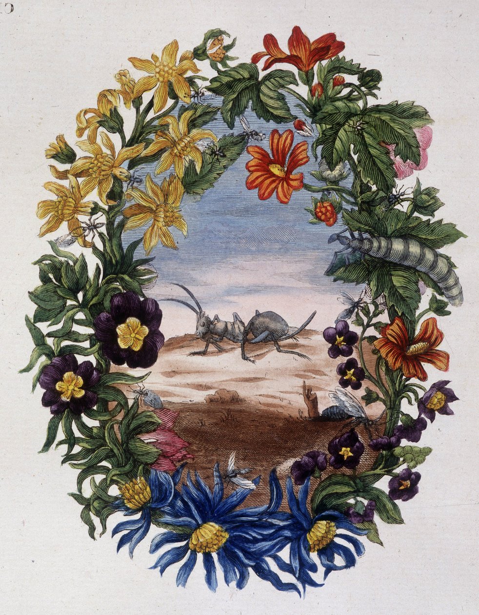 Fourmi - autorstwa Marii Sibylli Merian autorstwa Maria Sibylla Merian