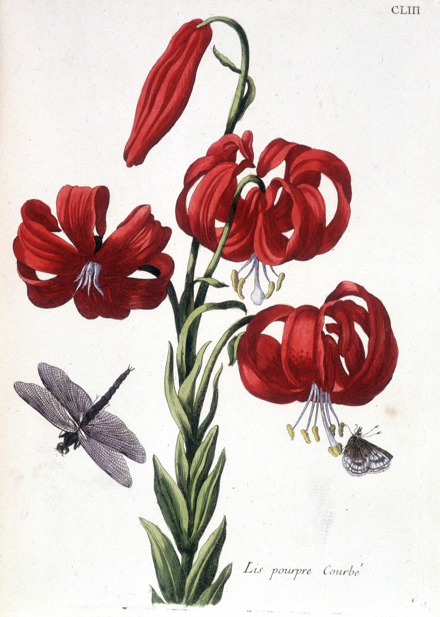 Lys (lilia) fioletowa Zakrzywiona - w „Ogólnej historii owadów Surinamu i całej Europy” autorstwa Marii Sibylli de Merian, wyd. Desnos, Paryż autorstwa Maria Sibylla Merian