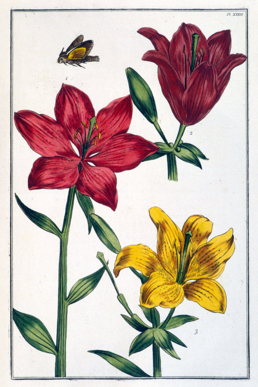 Lilia (lilia) czerwona - w „Ogólnej historii owadów Surinamu i całej Europy” autorstwa Marii Sibylli de Merian, wyd. Desnos, Paryż autorstwa Maria Sibylla Merian