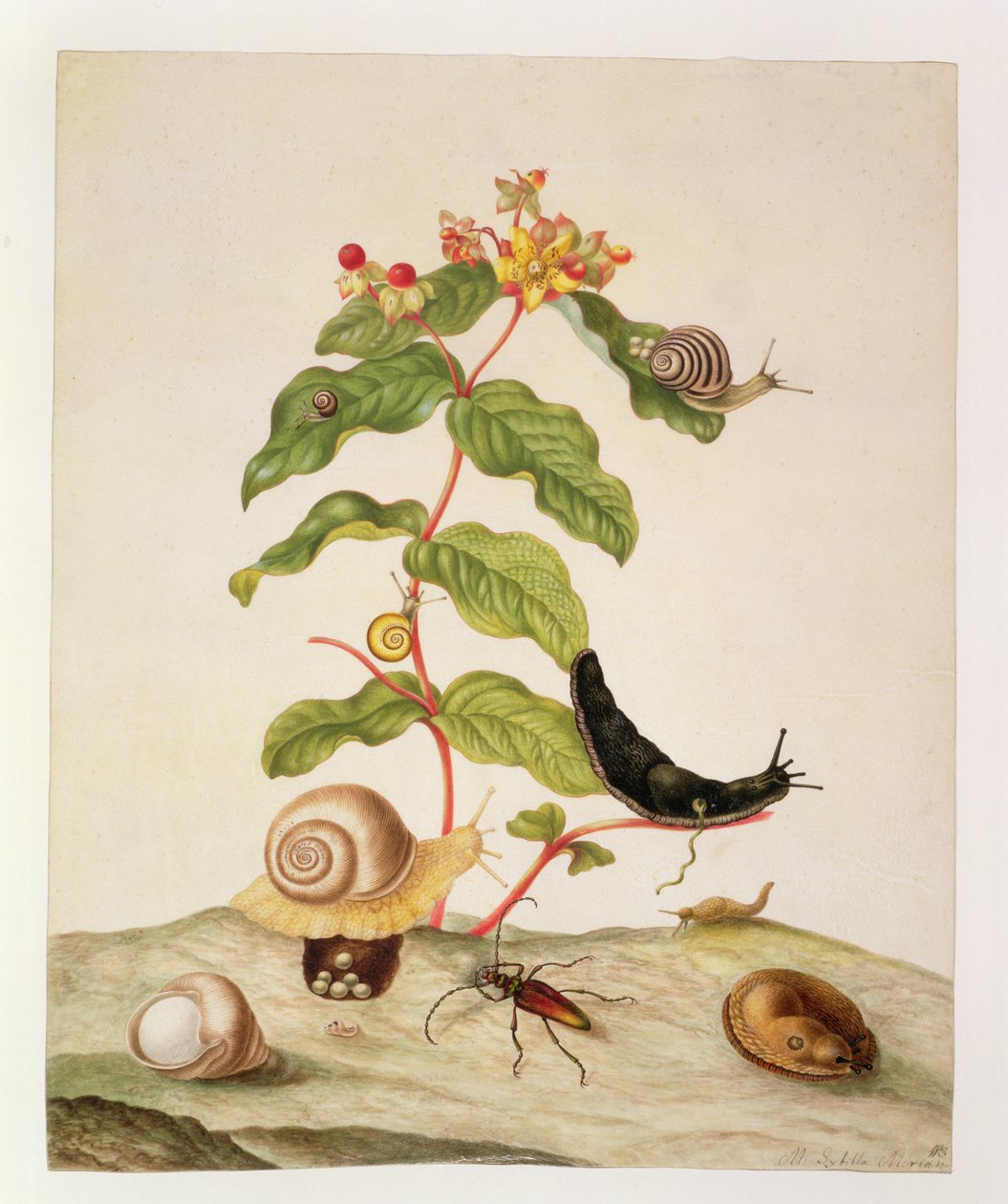 No.1146c Hypericum Baxiforum with snails and a beetle, 1695 poli autorstwa Maria Sibylla Merian
