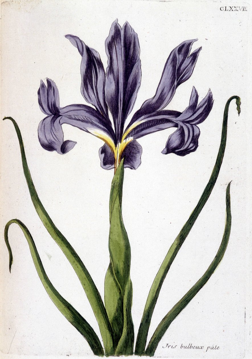 Nieznany obraz autorstwa Maria Sibylla Merian