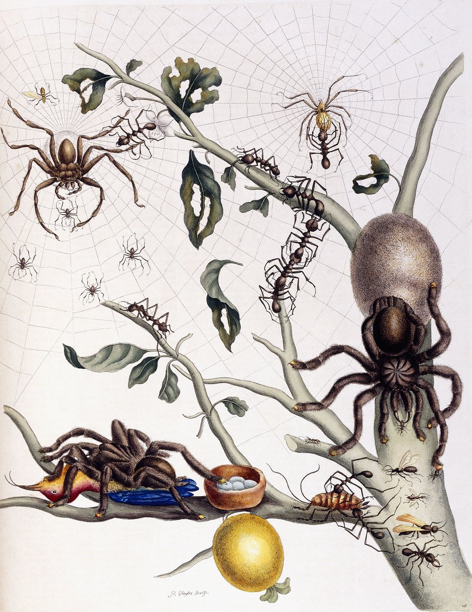 Różne pajęczaki z Ameryki Południowej, 1726 autorstwa Maria Sibylla Merian