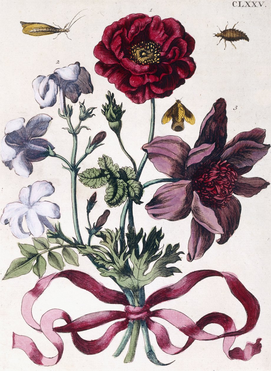 Różne europejskie owady i kwiaty autorstwa Maria Sibylla Merian