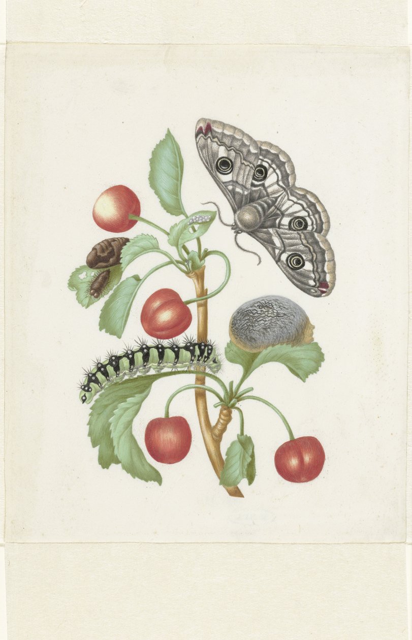 Metamorfoza Małej Cesarskiej Ćmy autorstwa Maria Sibylla Merian (workshop of)