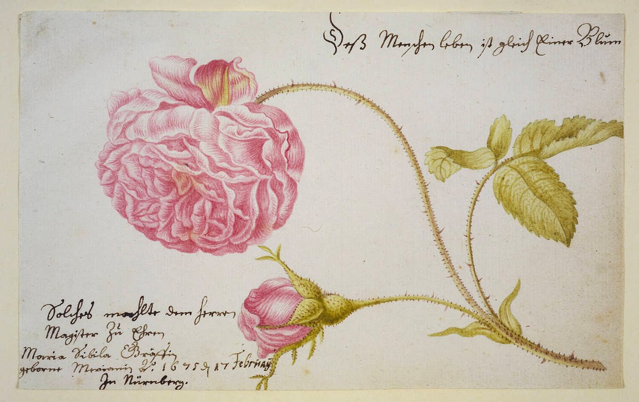 Arkusz albumu z różą, 1675 autorstwa Maria Sibylla Merian