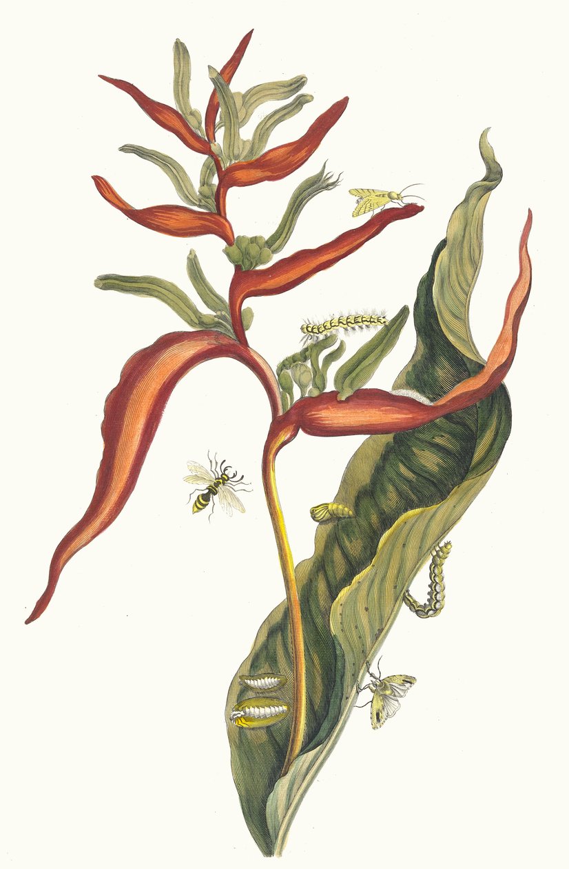 Ballii. Z Księgi Metamorphosis insectorum Surinamensium, 1705. autorstwa Maria Sibylla Merian