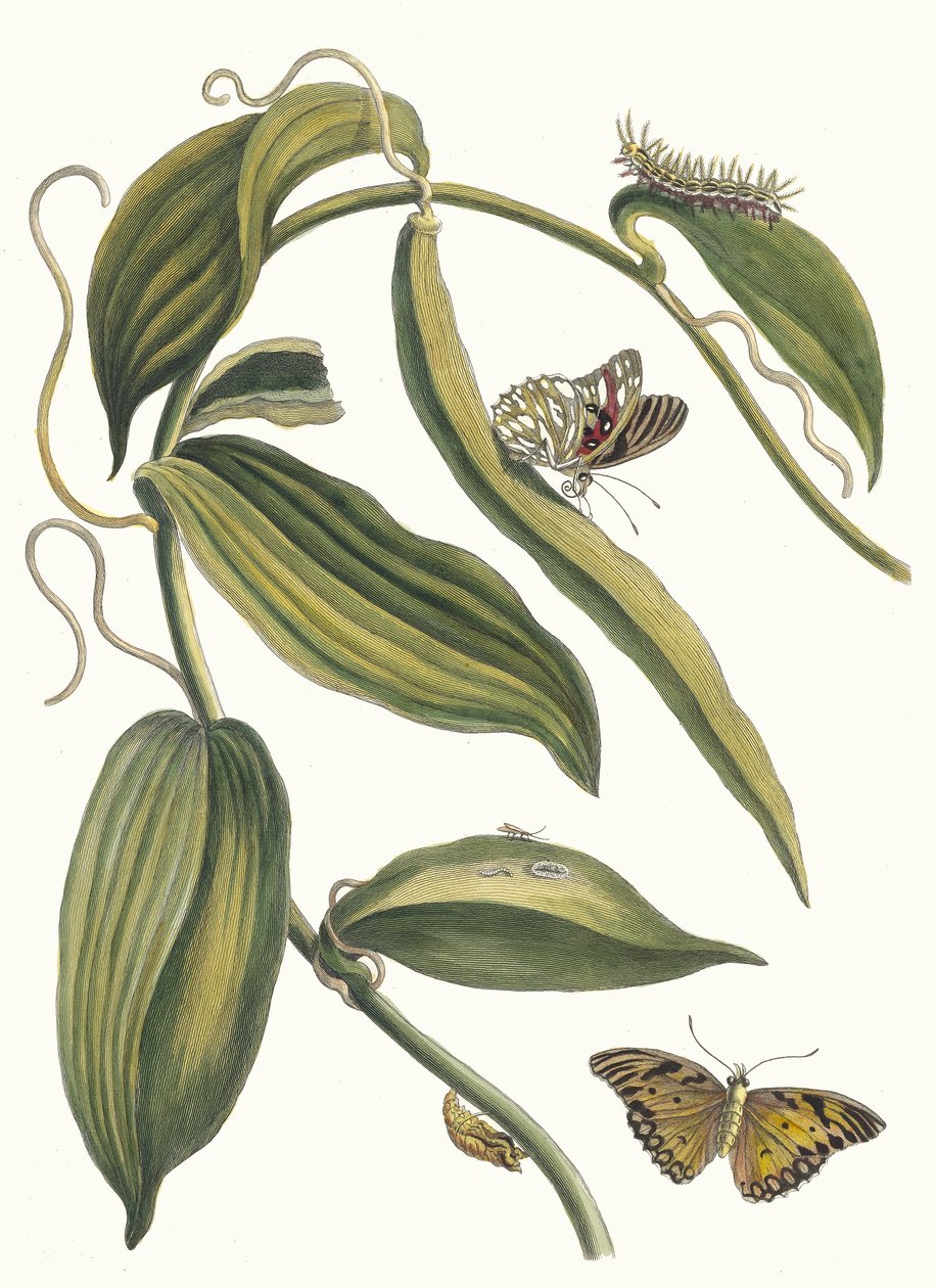 Banille. Z Księgi Metamorphosis insectorum Surinamensium, 1705. autorstwa Maria Sibylla Merian