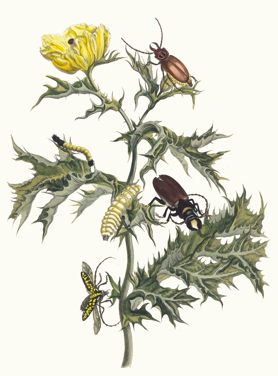 Kolczasty oset Z Księgi Metamorfoza owadów surinamskich, 1705. autorstwa Maria Sibylla Merian
