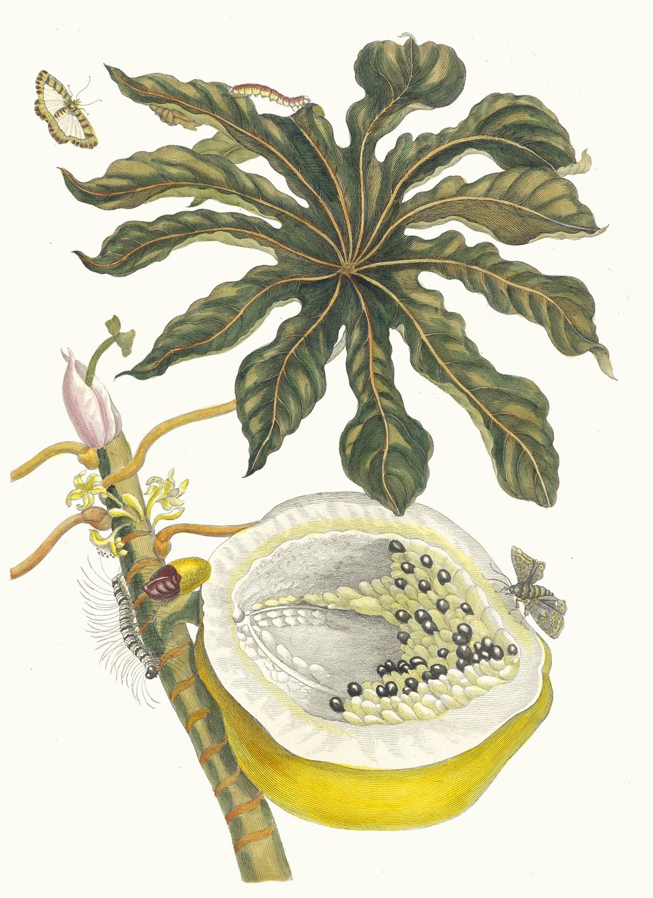 Papaja Carica. Z Księgi Metamorphosis insectorum Surinamensium, 1705. autorstwa Maria Sibylla Merian