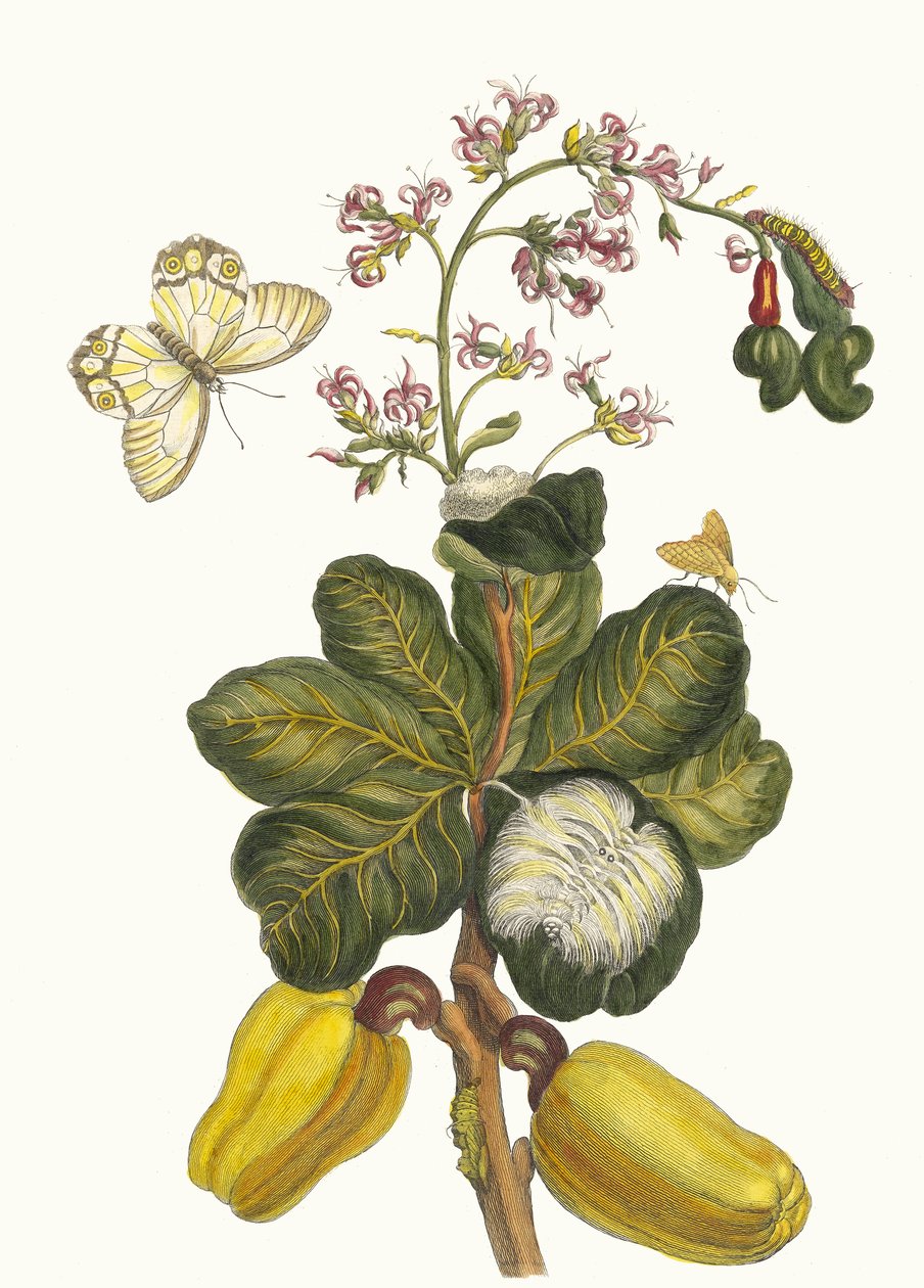 Caschou. Z Księgi Metamorphosis insectorum Surinamensium, 1705. autorstwa Maria Sibylla Merian
