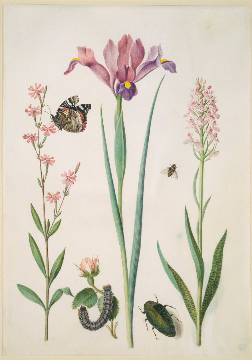 Lepnica z admirałem, róża z niedźwiedziówką, irys, bzyg, bogatek i orchidea autorstwa Maria Sibylla Merian