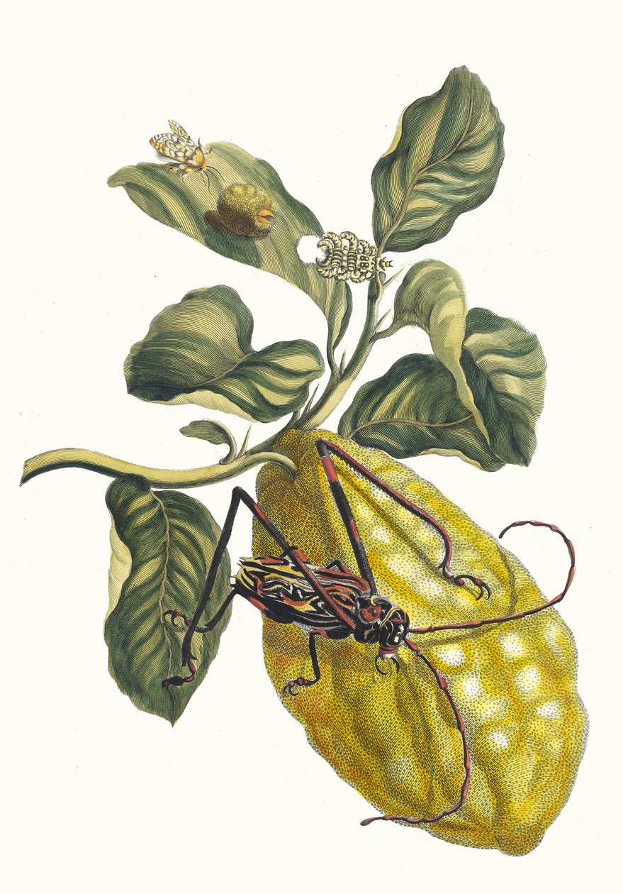 Cytronier. Z Księgi Metamorphosis insectorum Surinamensium, 1705. autorstwa Maria Sibylla Merian