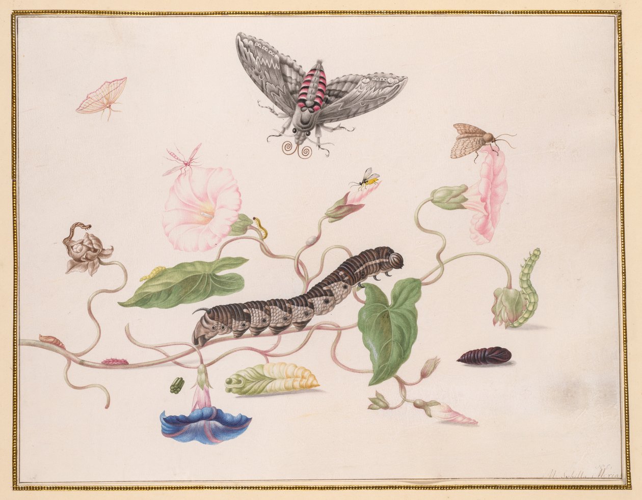 Convolvulus i metamorfoza Convolvulus Hawk Moth autorstwa Maria Sibylla Merian