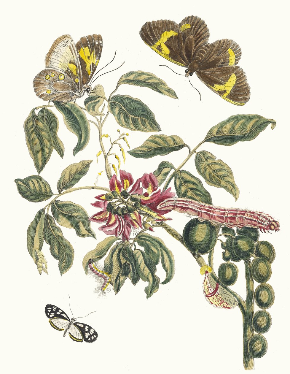 Coronilla Americana Arborescens. Z Księgi Metamorfoza owadów surinamskich, 1705. autorstwa Maria Sibylla Merian