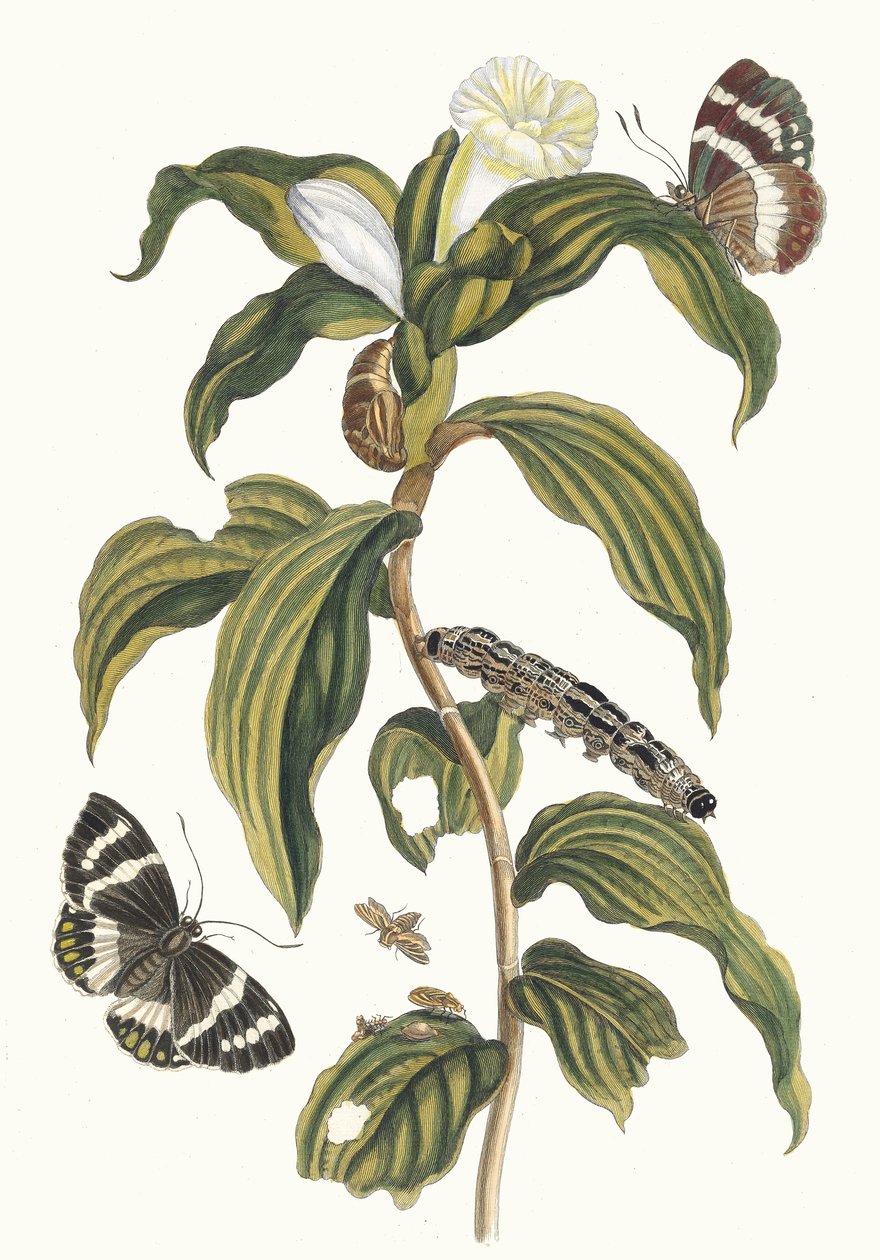 Koszt arabski. Z Księgi Metamorfoza owadów surinamskich, 1705. autorstwa Maria Sibylla Merian