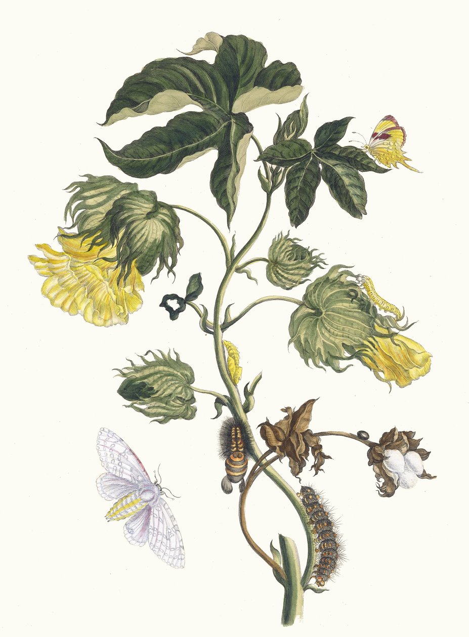 Kotonier. Z Księgi Metamorphosis insectorum Surinamensium, 1705. autorstwa Maria Sibylla Merian