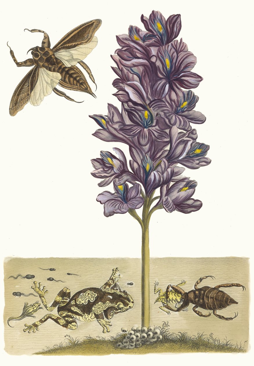Gruboszki Eichhornia. Z Księgi Metamorphosis insectorum Surinamensium, 1705. autorstwa Maria Sibylla Merian
