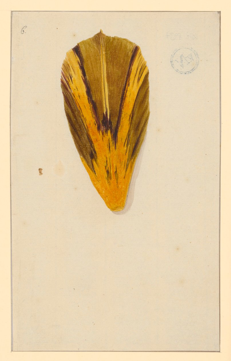 Einzelne Tulpenblätter autorstwa Maria Sibylla Merian