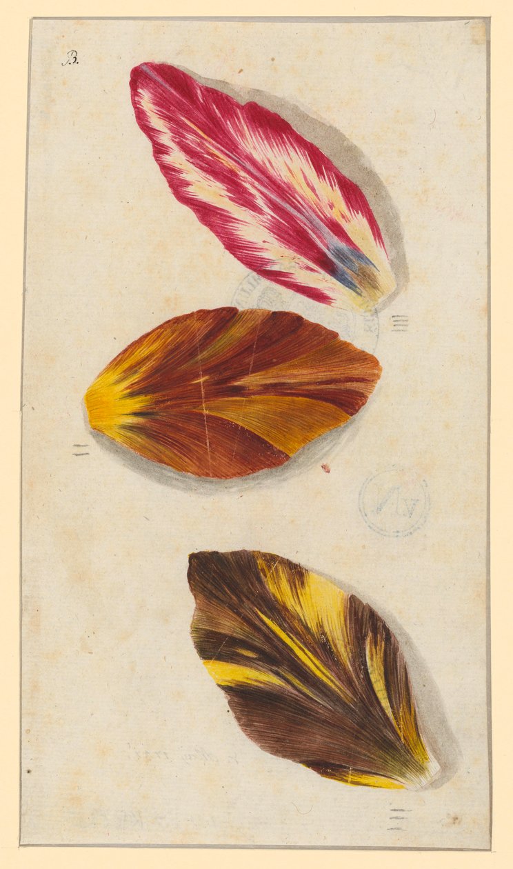 Einzelne Tulpenblätter autorstwa Maria Sibylla Merian