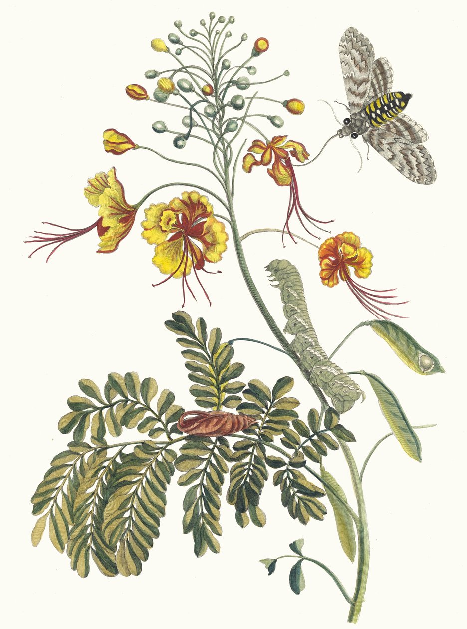 Kwiat pawia Z Księgi Metamorfoza owadów surinamskich, 1705. autorstwa Maria Sibylla Merian