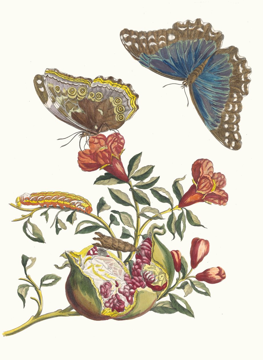Grenadier. Z Księgi Metamorphosis insectorum Surinamensium, 1705. autorstwa Maria Sibylla Merian