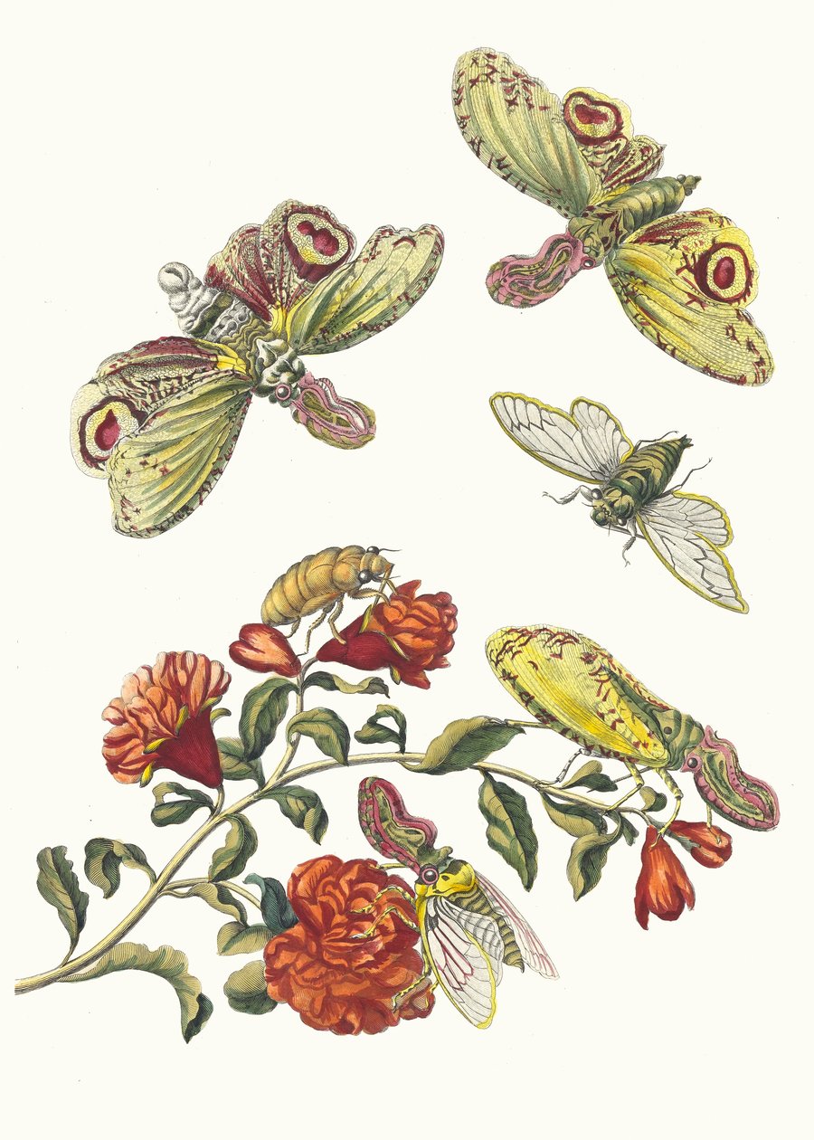 Grenadier. Z Księgi Metamorphosis insectorum Surinamensium, 1705. autorstwa Maria Sibylla Merian