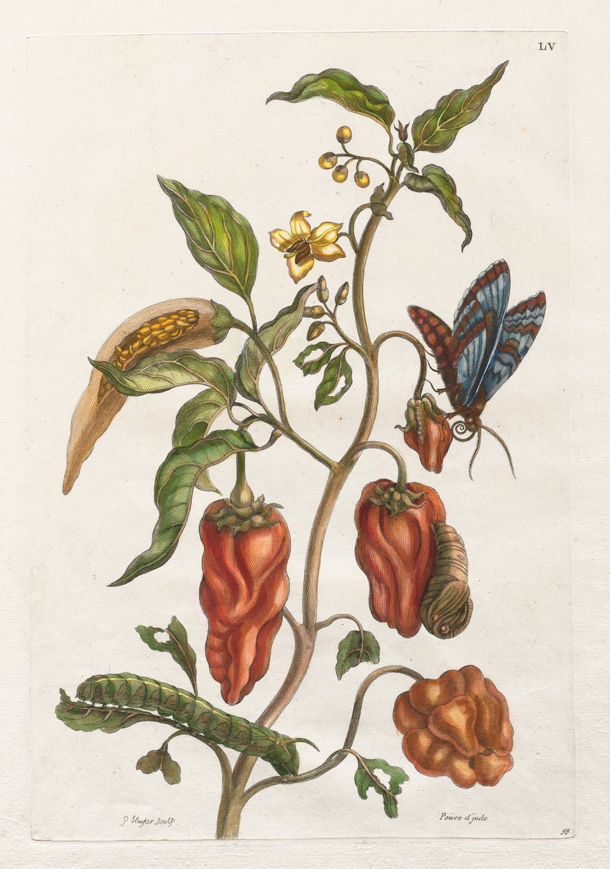 Ogólna historia owadów Surinamu i Europy: tom I, nr 55 - papryka indyjska autorstwa Maria Sibylla Merian