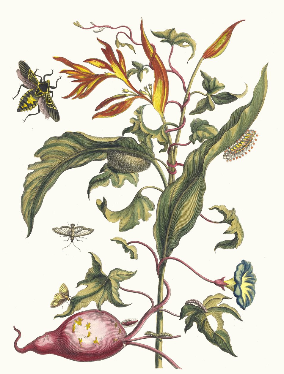 Ipomoea batatas i Heliconia psittacum. Z Księgi Metamorphosis insectorum..., 1705. autorstwa Maria Sibylla Merian