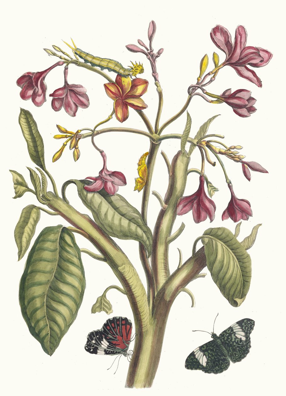 Jasmin des Indes. Z Księgi Metamorphosis insectorum Surinamensium, 1705. autorstwa Maria Sibylla Merian