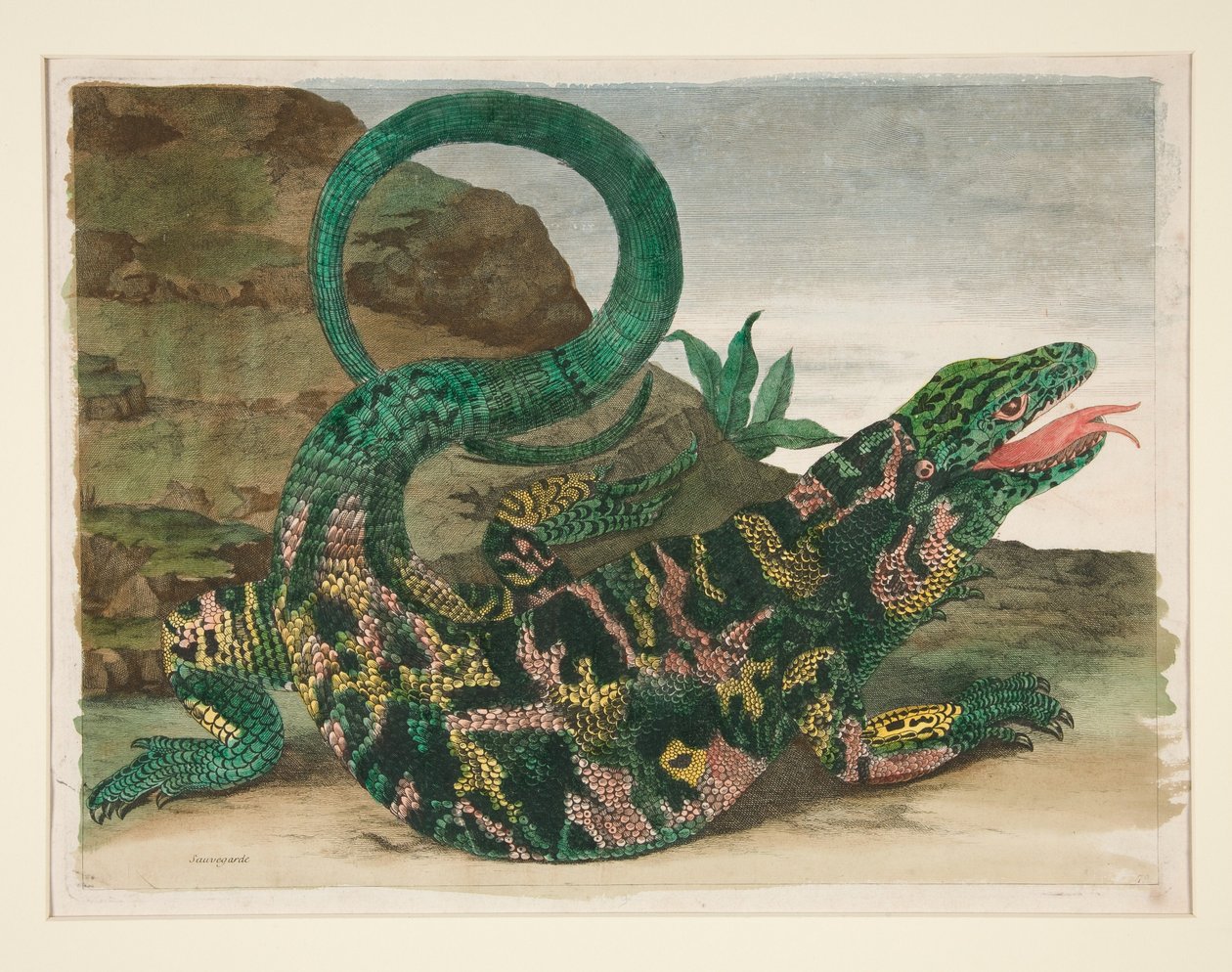 Jaszczurka, z książki „Metamorphosis Insectorum Surinamensium” autorstwa Maria Sibylla Merian