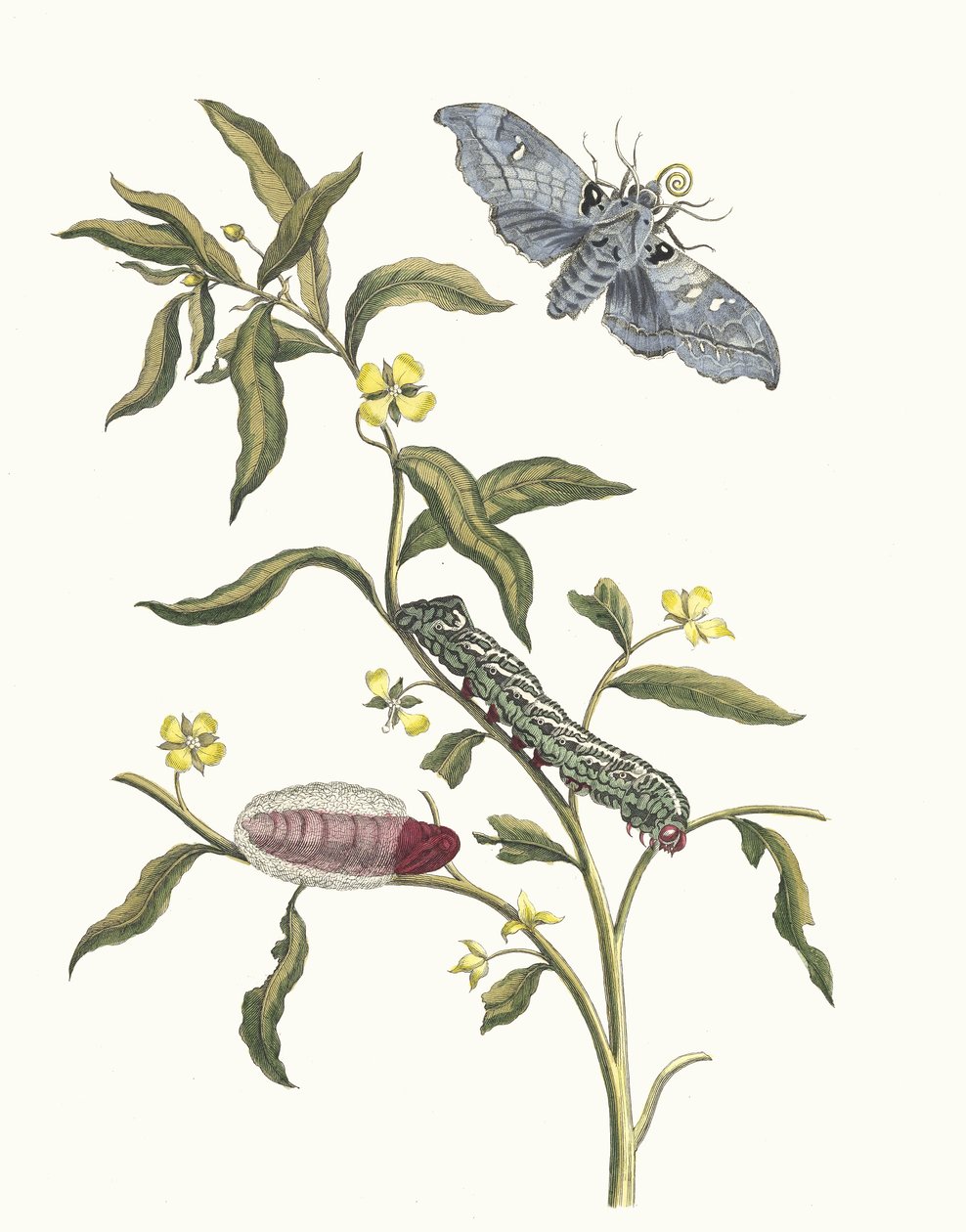 Ludwigia octovalvis. Z Księgi Metamorphosis insectorum Surinamensium, 1705. autorstwa Maria Sibylla Merian