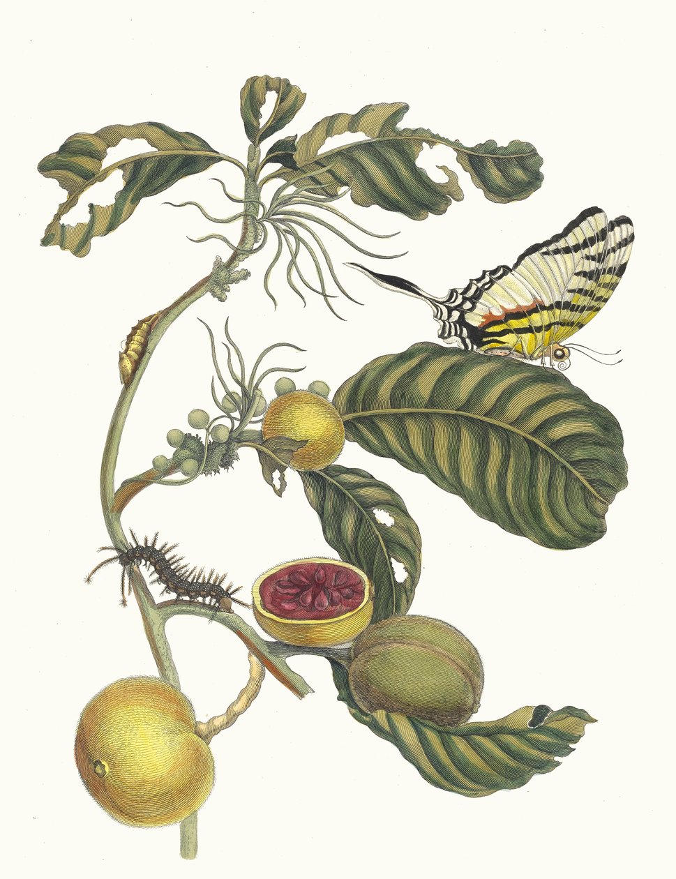 Marmolada doosjes Boom. Z Księgi Metamorphosis insectorum Surinamensium, 1705. autorstwa Maria Sibylla Merian