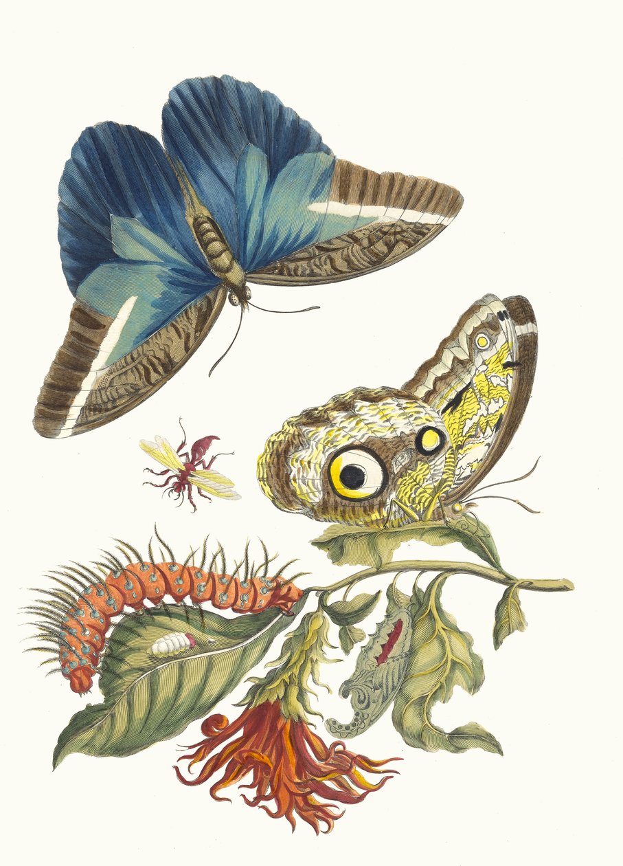 Pachystachys coccinea. Z Księgi Metamorphosis insectorum Surinamensium, 1705. autorstwa Maria Sibylla Merian