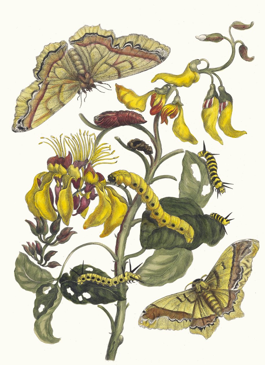 Pallisaden-boom. Z Księgi Metamorphosis insectorum Surinamensium, 1705. autorstwa Maria Sibylla Merian