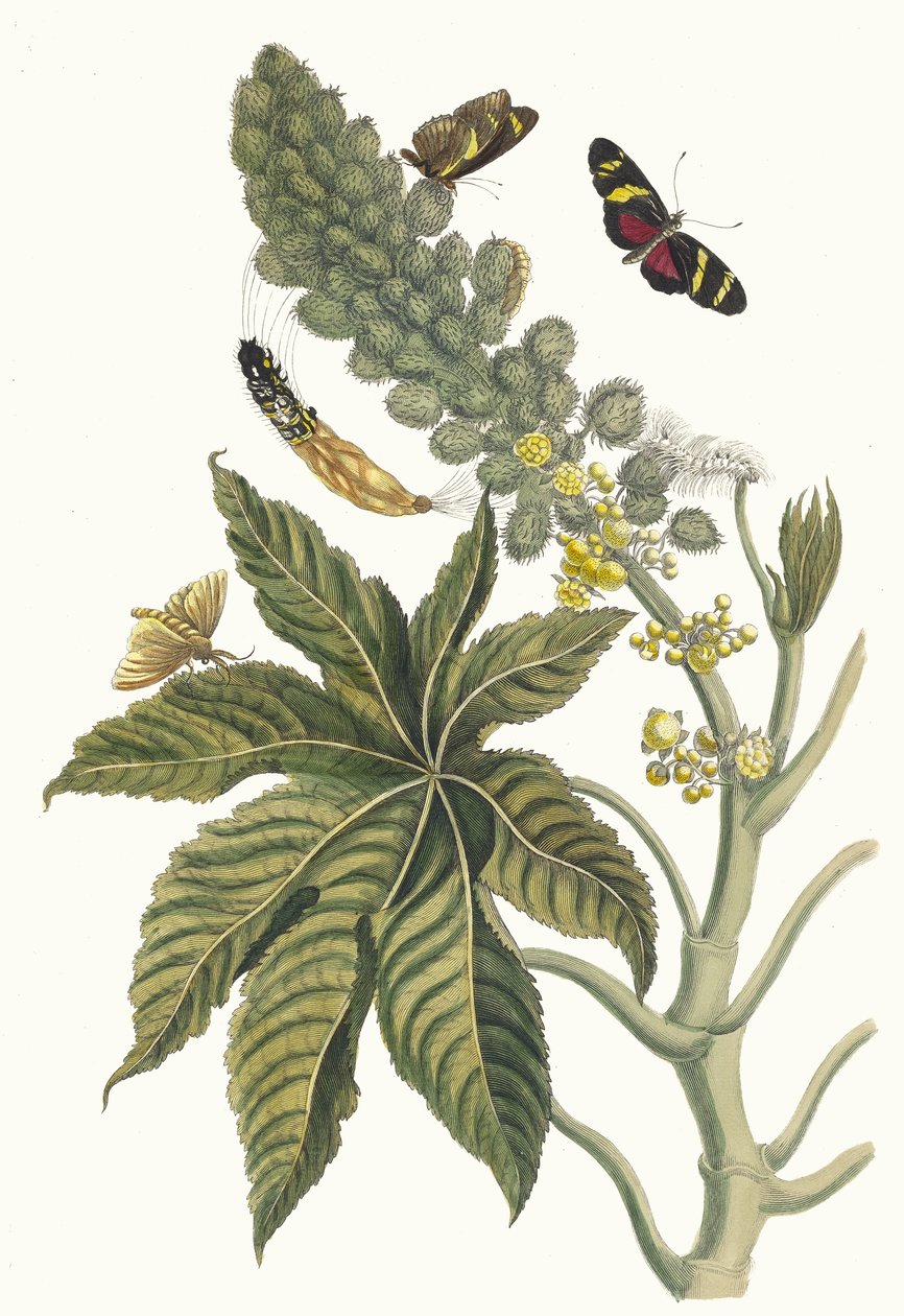 Rącznik. Z Księgi Metamorphosis insectorum Surinamensium, 1705. autorstwa Maria Sibylla Merian