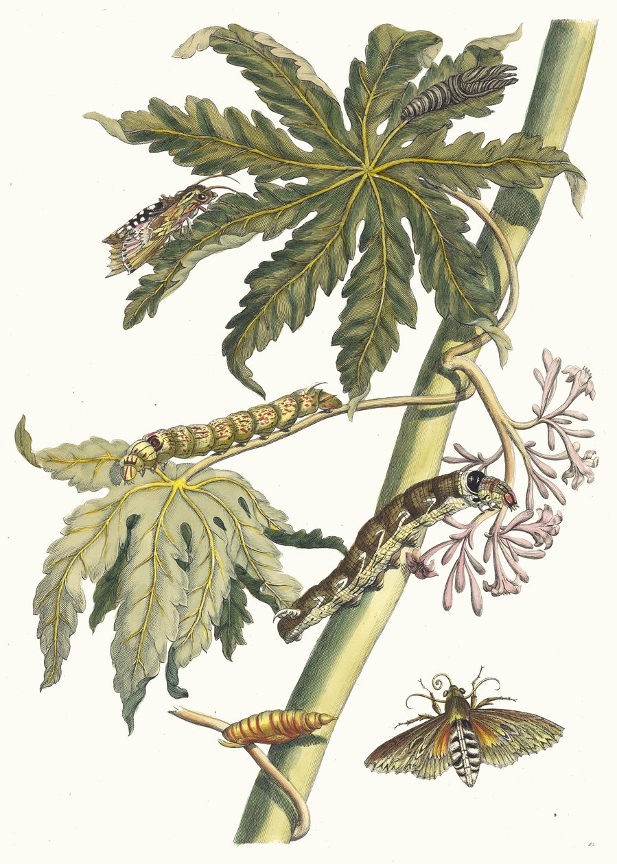 Papaja. Z Księgi Metamorphosis insectorum Surinamensium, 1705. autorstwa Maria Sibylla Merian