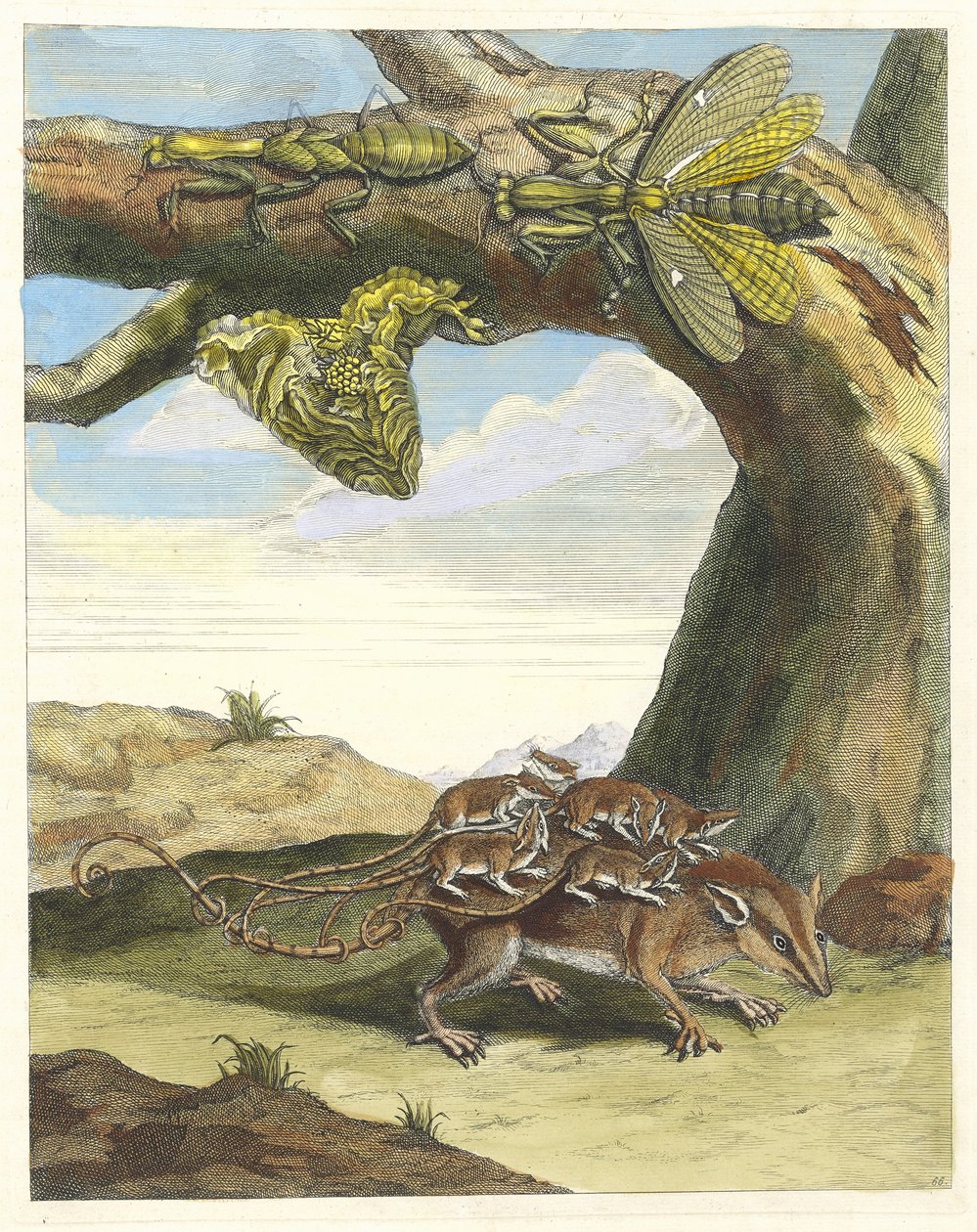 Szczur de las. Z Księgi Metamorphosis insectorum Surinamensium, 1705. autorstwa Maria Sibylla Merian