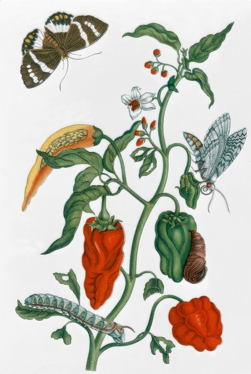 Papryka hiszpańska / M.S. Merian autorstwa Maria Sibylla Merian