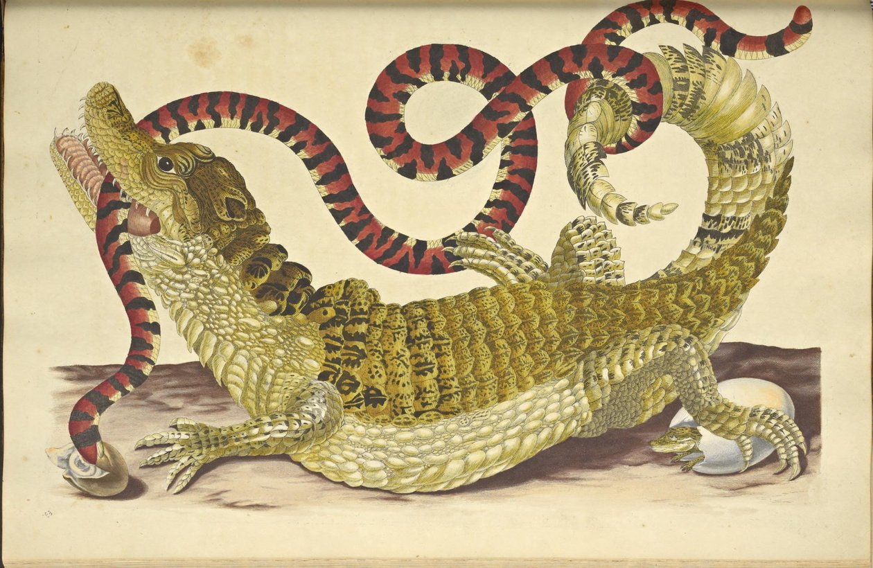 Kajman okularowy Krokodyl kajman i fałszywy wąż koralowy, 1705. autorstwa Maria Sibylla Merian