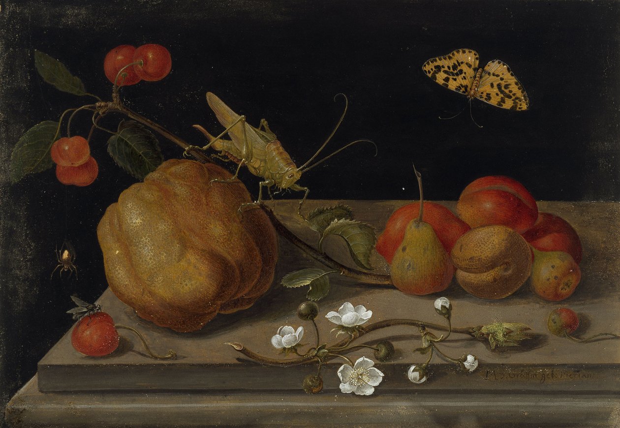 Martwa natura z owocami, konikiem polnym i motylem, Między 1670 a 1680 rokiem. autorstwa Maria Sibylla Merian