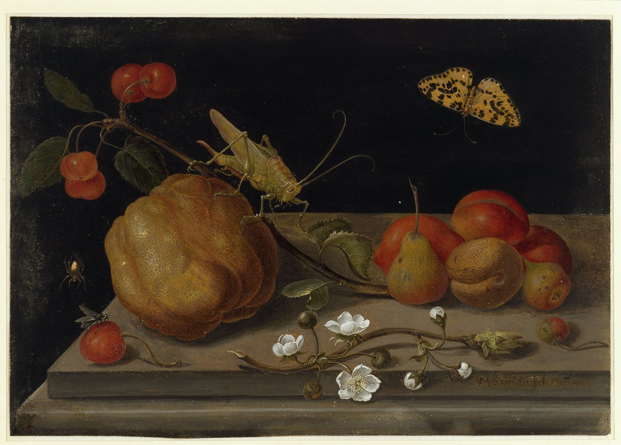 Martwa natura z owocami, konikiem polnym i motylem autorstwa Maria Sibylla Merian