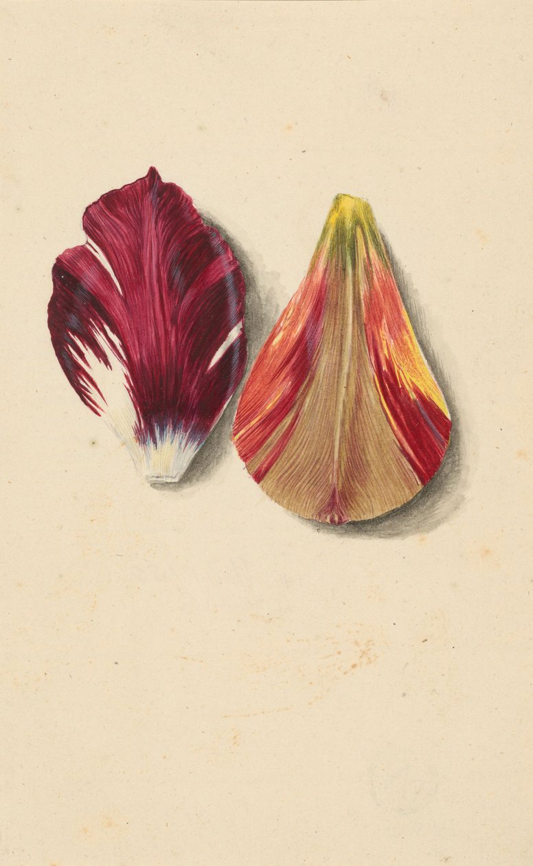 Dwa liście tulipana. autorstwa Maria Sibylla Merian