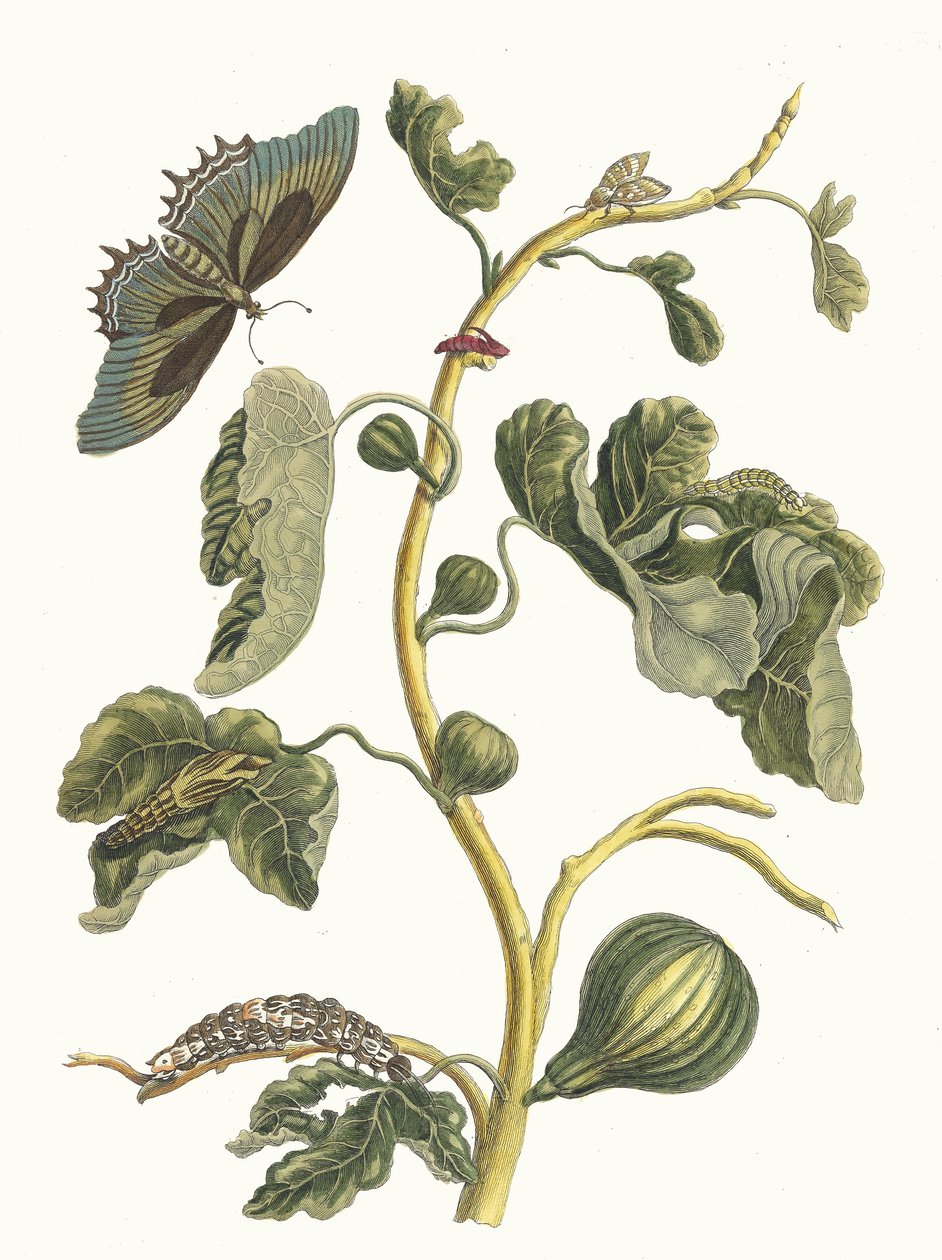 Biała guawa. Z Księgi Metamorphosis insectorum Surinamensium, 1705. autorstwa Maria Sibylla Merian