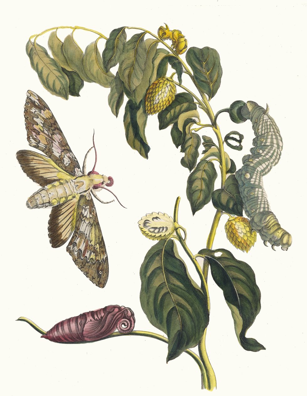 Żursak. Z Księgi Metamorphosis insectorum Surinamensium, 1705. autorstwa Maria Sibylla Merian